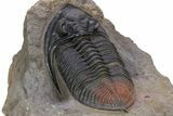 Zlichovaspis Trilobite With Red Tail - Atchana, Morocco #301713-4